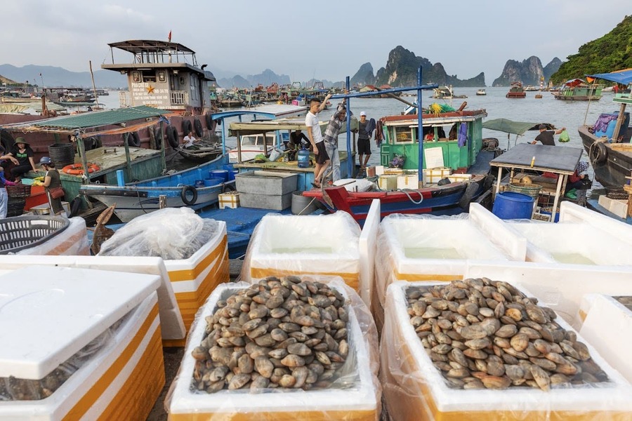 what to notice when trying seafood in halong